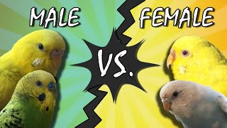 Male Vs Female budgies genders by the Cere Simple and EASY Guide [upl. by Ahsasal]