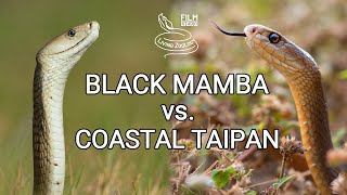 Black mamba vs Coastal taipan  Battle of the deadly snakes [upl. by Ogden257]