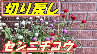 【花】センニチコウの育て方・切り戻し [upl. by Ahseikal]