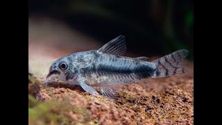 Marmorierter Zwergpanzerwels  Hoplisoma habrosus [upl. by Thorstein372]