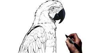 How To Draw A Parrot  Step By Step [upl. by Assilam133]