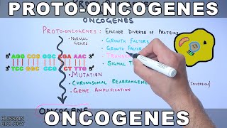 ProtoOncogenes and Oncogenes [upl. by Nanoc241]