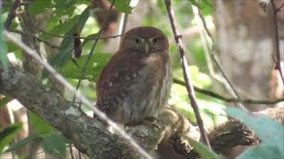 Ferruginous Pygmy Owl [upl. by Nea924]