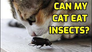 Is It Safe For A Cat To Eat Bugs [upl. by Amikahs]