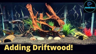 Adding Driftwood to Aquariums  New Aquascapes [upl. by Anerehs]