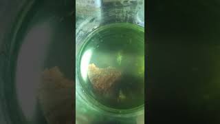 Betta Fry 1st food Infusoria Culture shorts [upl. by Hartzell]