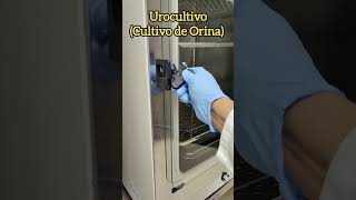 Urocultivo diagnóstico de infección de vías urinarias [upl. by Alfred972]