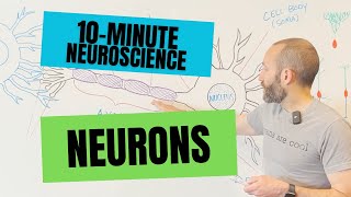 10Minute Neuroscience Neurons [upl. by Oni600]