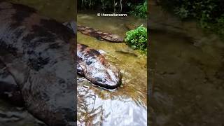 Meet the Largest Amphibian  Giant Salamander 🤔😮 [upl. by Airogerg]