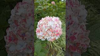 Beautiful hydrangea flower [upl. by Auburn741]