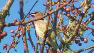 Cedar Waxwings [upl. by Jacquette]