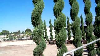 Topiary Cupressus Semp Spiral 24 box [upl. by Melda13]