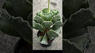 Adromischus Cristatus suculentas [upl. by Rorke796]