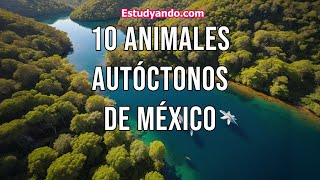 10 Animales Autóctonos de México [upl. by Clio]