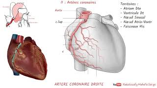 ANATOMIE DU CŒUR  2è partie  Artères coronaires [upl. by Refennej]