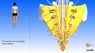 The pelvis sacrum coccyx Sacral and coccygeal nerve paths [upl. by Becca]