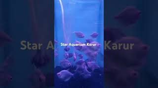 Blue Colour Tetra available in Star Aquarium Kamarajapuram North Karur [upl. by Shaughnessy323]