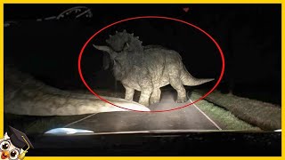 20 Dinosaures Capturés en Vidéo dans la Vraie Vie [upl. by Mannes]