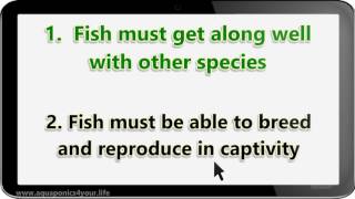 Secrets to Choosing the Best Fish for Your Aquaponics System  Riley Hunter [upl. by Kantos82]