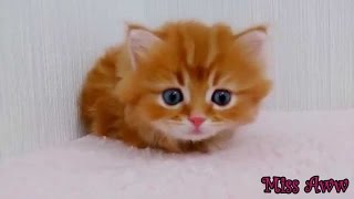 Video Animali Divertenti Per I Bambini Simpatico Gattino Divertente Video Di Gatti Di YouTube Video [upl. by Inneg212]