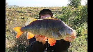 Huge Redfin Perch Fishing [upl. by Cassaundra]