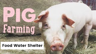 Pig Farming What you for raising pigs  Waterers Feeders and Housing [upl. by Isle]