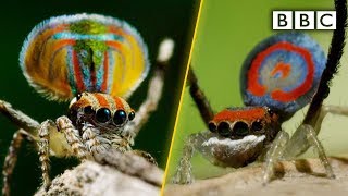 Peacock spiders dance for your life  BBC [upl. by Bibeau339]