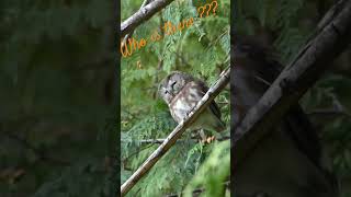 Northern sawwhet owl  Petite nyctale wildlife canada owl chouette l [upl. by Anifur]