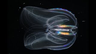 Facts The Warty Comb Jelly Sea Walnut [upl. by Pietra398]