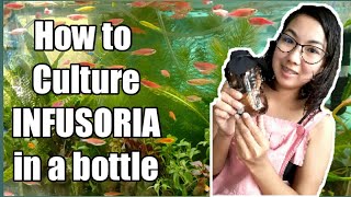 Infusoria  HOW TO CULTURE INFUSORIA  Days with Abby [upl. by Mackoff]