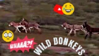 WILD DONKEYS BREEDING FIGHTING AND RUNNING [upl. by Airakaz]