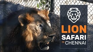 LION SAFARI AT ARIGNAR ANNA ZOOLOGICAL PARK Vandalur CHENNAI [upl. by Lula]