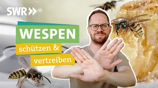 Wespen umweltfreundlich mit Hausmitteln vertreiben I Ökochecker SWR [upl. by Rubi]