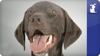 German Short Haired Pointer  Doglopedia [upl. by Nahtanoj]