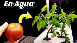 Cultiva Tomates en agua y sin Sol con este sistema de Cultivo hidroponico en casa  Hidroponia [upl. by Otrebliw]