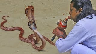 traditional street performers  cobra flute music played by snake charmer [upl. by Ecirehs819]