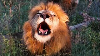 Lions Roaring Compilation  Kruger Park Sightings [upl. by Ykcul]