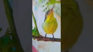 Small OliveBacked Sunbird [upl. by Nniuqal762]