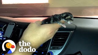 Tiny Shivering Kitten Gets Huge And Floofy  The Dodo Little But Fierce [upl. by Ecirtra]