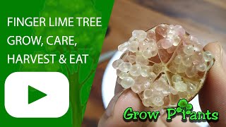 Finger Lime tree  grow amp care Lime caviar [upl. by Ardnaxela474]