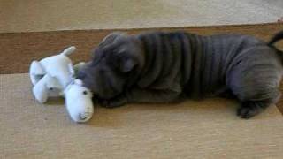 Arthur the Blue Shar Pei Puppy playing at home [upl. by Lucien638]