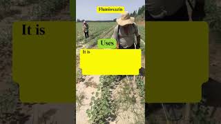 Flumioxazin herbicide for Soybeans peanuts and cotton agriculture [upl. by Akeit]