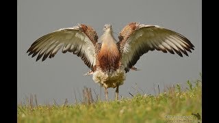 Great Bustard  Avutarda la reina de la Estepa [upl. by Shuman812]