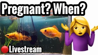 Pregnant Molly Fish How Long Breeding amp Raising Babies [upl. by Anaxor]