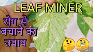 How to control Leaf MinerBest way to get rid of leaf minersलीफ माइनर को खत्म करने का जैविक उपाय [upl. by Emoreg492]