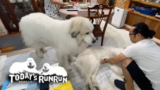 アラン息子（格下）からルンルンを守ろうとする Great Pyrenees グレートピレニーズ [upl. by Rhianna195]