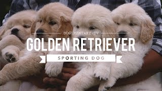 ALL ABOUT GOLDEN RETRIEVERS [upl. by Erdne842]