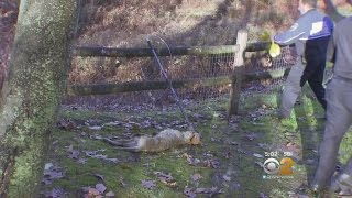 Crews Track Down Rabid Coyote [upl. by Nelehyram]