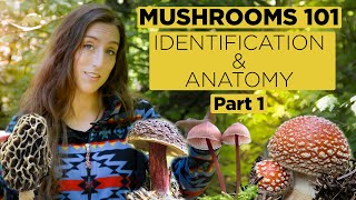 Mushrooms 101 Identification and Anatomy  Part 1 [upl. by Harbard]