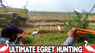 Ultimate Egret Bird Hunting With Slingshot [upl. by Leupold]